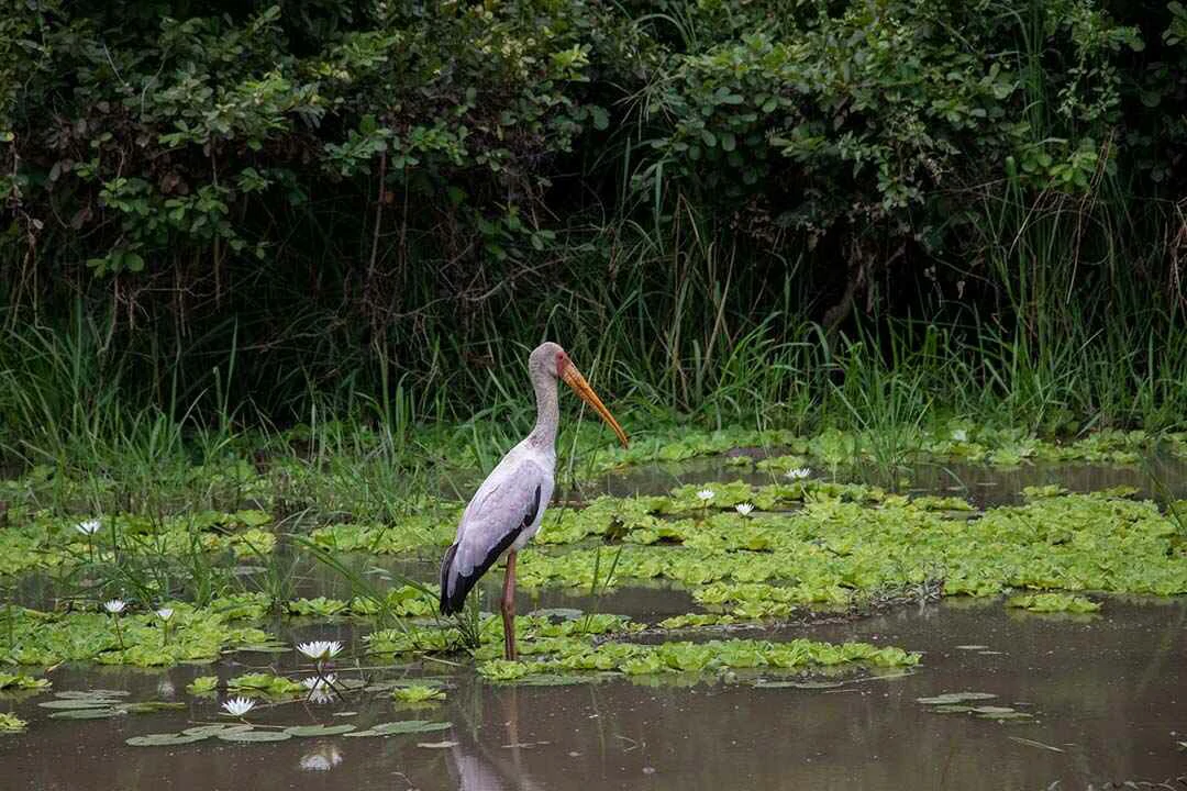 Yellow billed stork